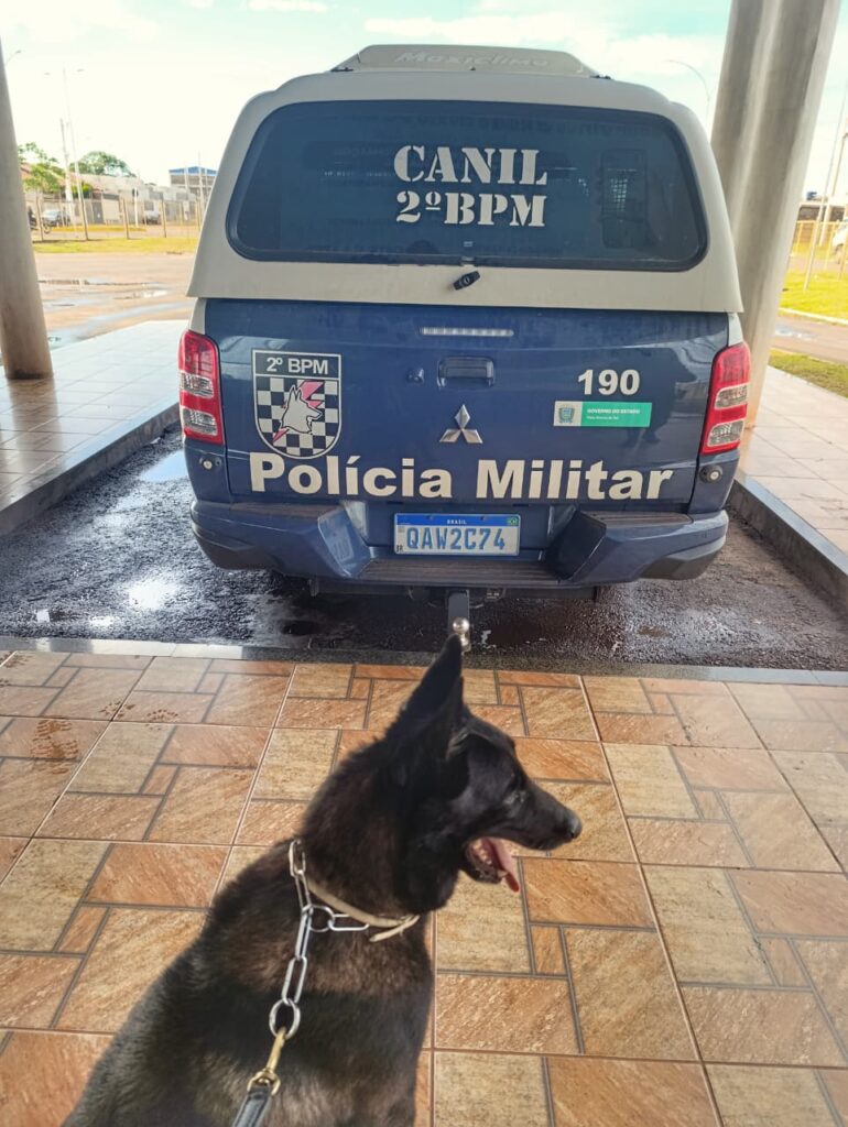 Canil da PM participa da Operação FARO