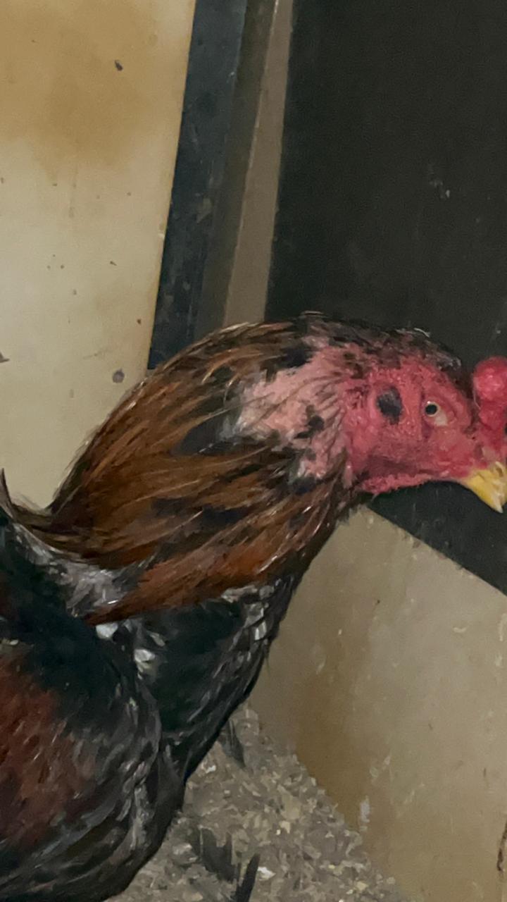 Policiais civis resgatam animais utilizados em rinha em Chapadão do Sul Policiais civis resgatam animais utilizados em rinha em Chapadão do Sul