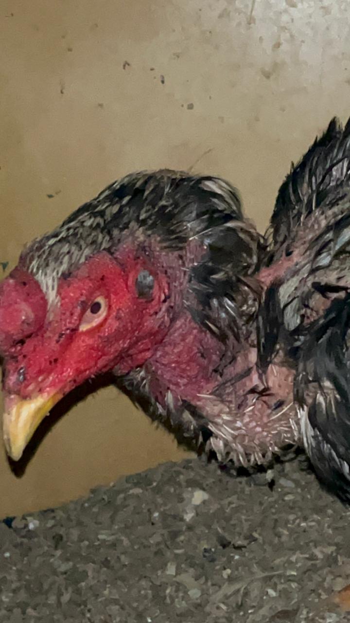 Policiais civis resgatam animais utilizados em rinha em Chapadão do Sul Policiais civis resgatam animais utilizados em rinha em Chapadão do Sul