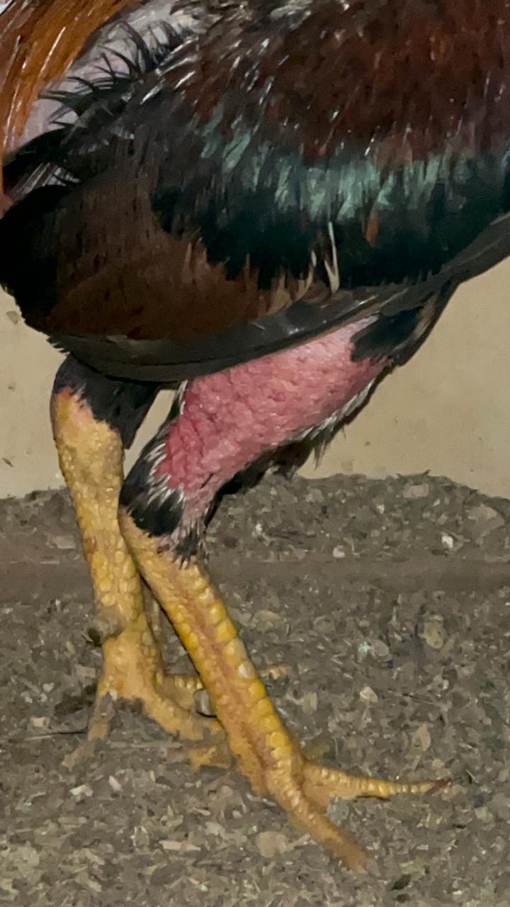 Policiais civis resgatam animais utilizados em rinha em Chapadão do Sul Policiais civis resgatam animais utilizados em rinha em Chapadão do Sul