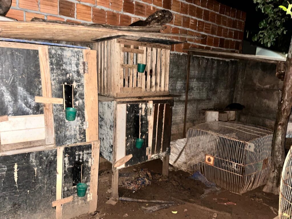 Policiais civis resgatam animais utilizados em rinha em Chapadão do Sul Policiais civis resgatam animais utilizados em rinha em Chapadão do Sul