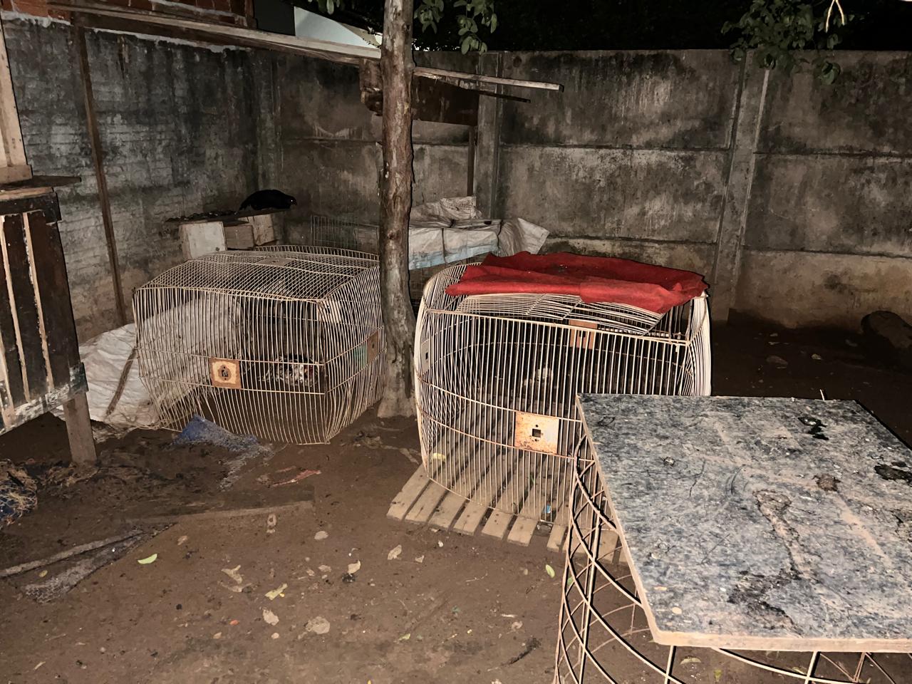 Policiais civis resgatam animais utilizados em rinha em Chapadão do Sul Policiais civis resgatam animais utilizados em rinha em Chapadão do Sul