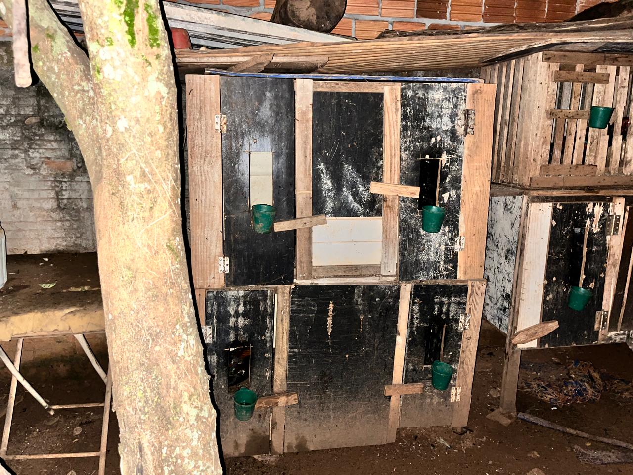 Policiais civis resgatam animais utilizados em rinha em Chapadão do Sul Policiais civis resgatam animais utilizados em rinha em Chapadão do Sul