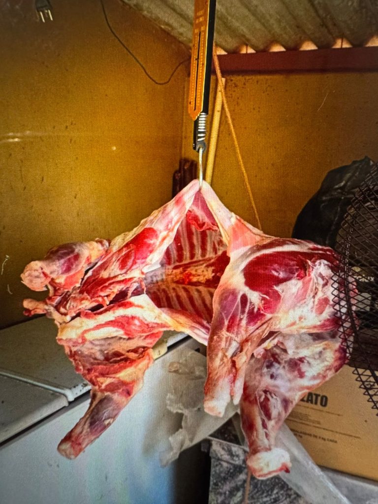 Polícia Civil esclarece furto de carneiros em fazenda da região e prende autor em Anaurilândia