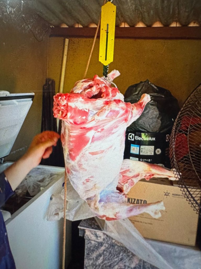 Polícia Civil esclarece furto de carneiros em fazenda da região e prende autor em Anaurilândia