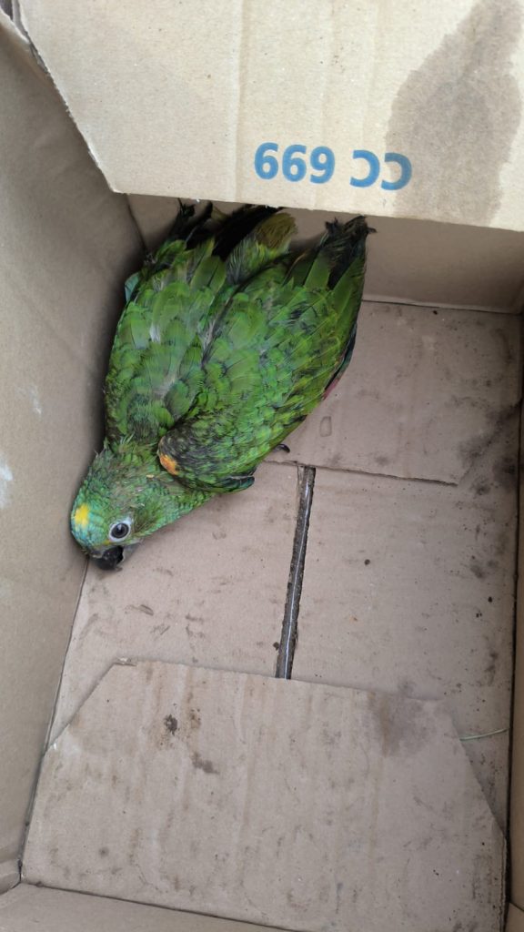 Polícia Civil prende homem por posse ilegal de armas, violência doméstica e crime ambiental em Anaurilândia