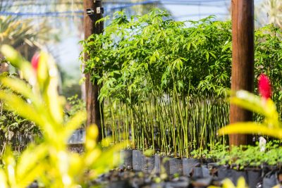 Reflorestamento e neutralização de carbono reforçam a agenda de sustentabilidade em Mato Grosso do Sul