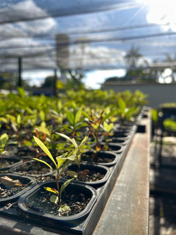 Reflorestamento e neutralização de carbono reforçam a agenda de sustentabilidade em Mato Grosso do Sul