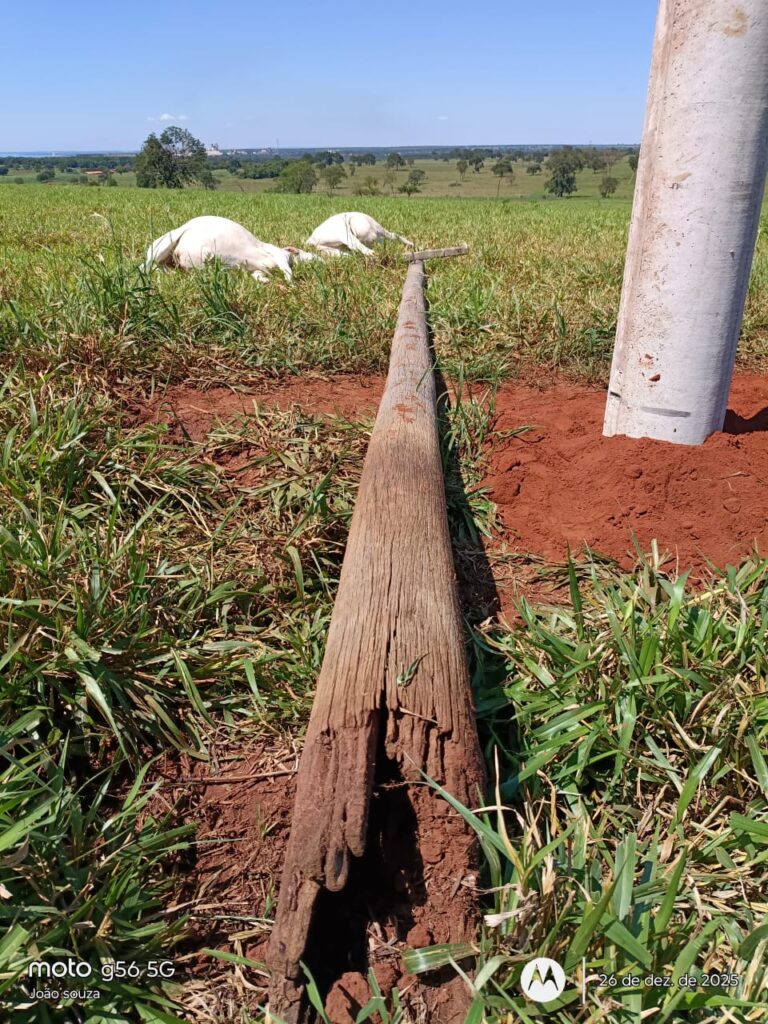 Negligência da Elektro no meio rural provoca prejuízos e mortes de animais em Selvíria