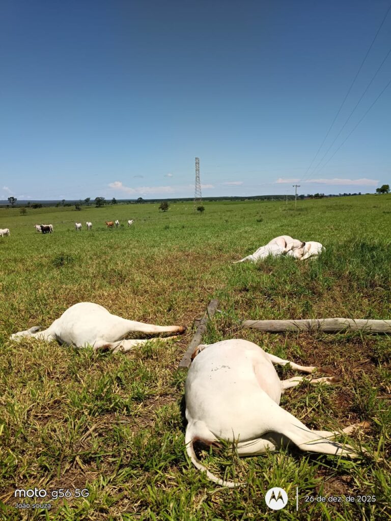 Negligência da Elektro no meio rural provoca prejuízos e mortes de animais em Selvíria