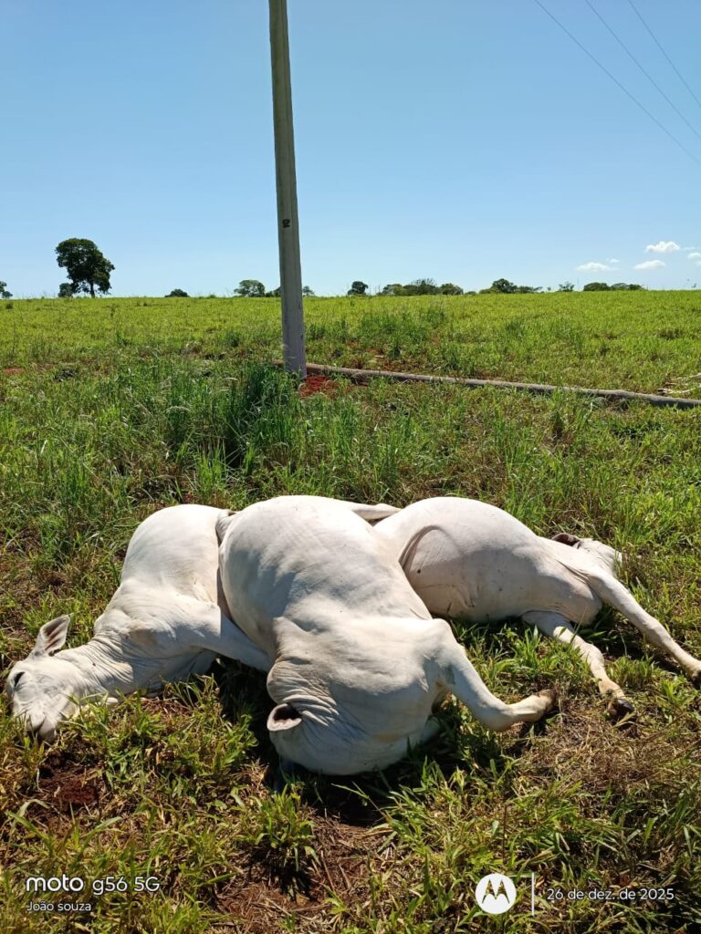 Negligência da Elektro no meio rural provoca prejuízos e mortes de animais em Selvíria