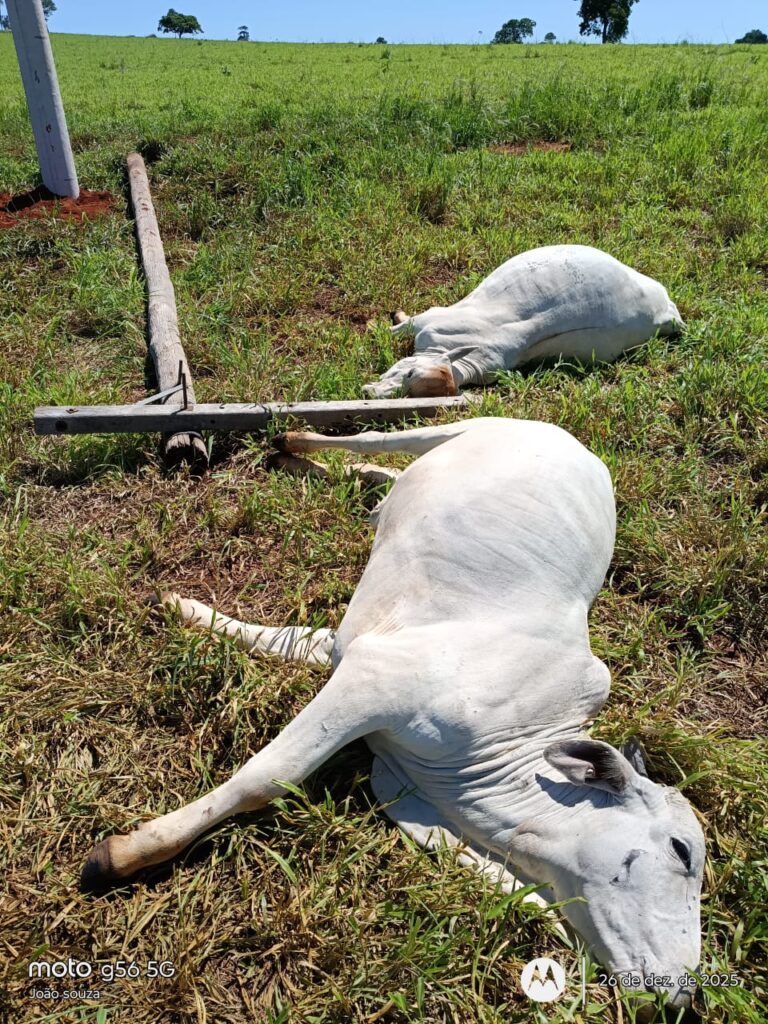 Negligência da Elektro no meio rural provoca prejuízos e mortes de animais em Selvíria