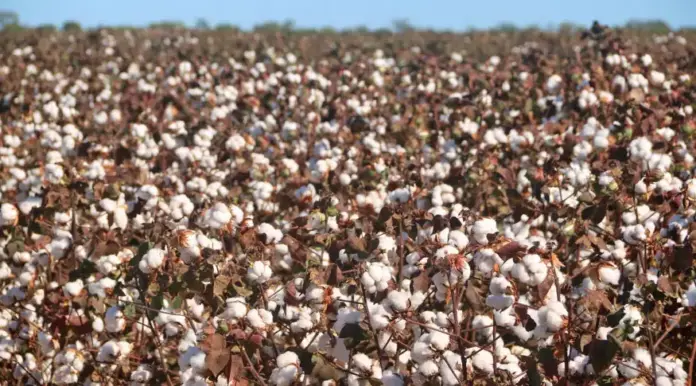 a91fff12b1d031c13ce3be88efa39f1778868b8c