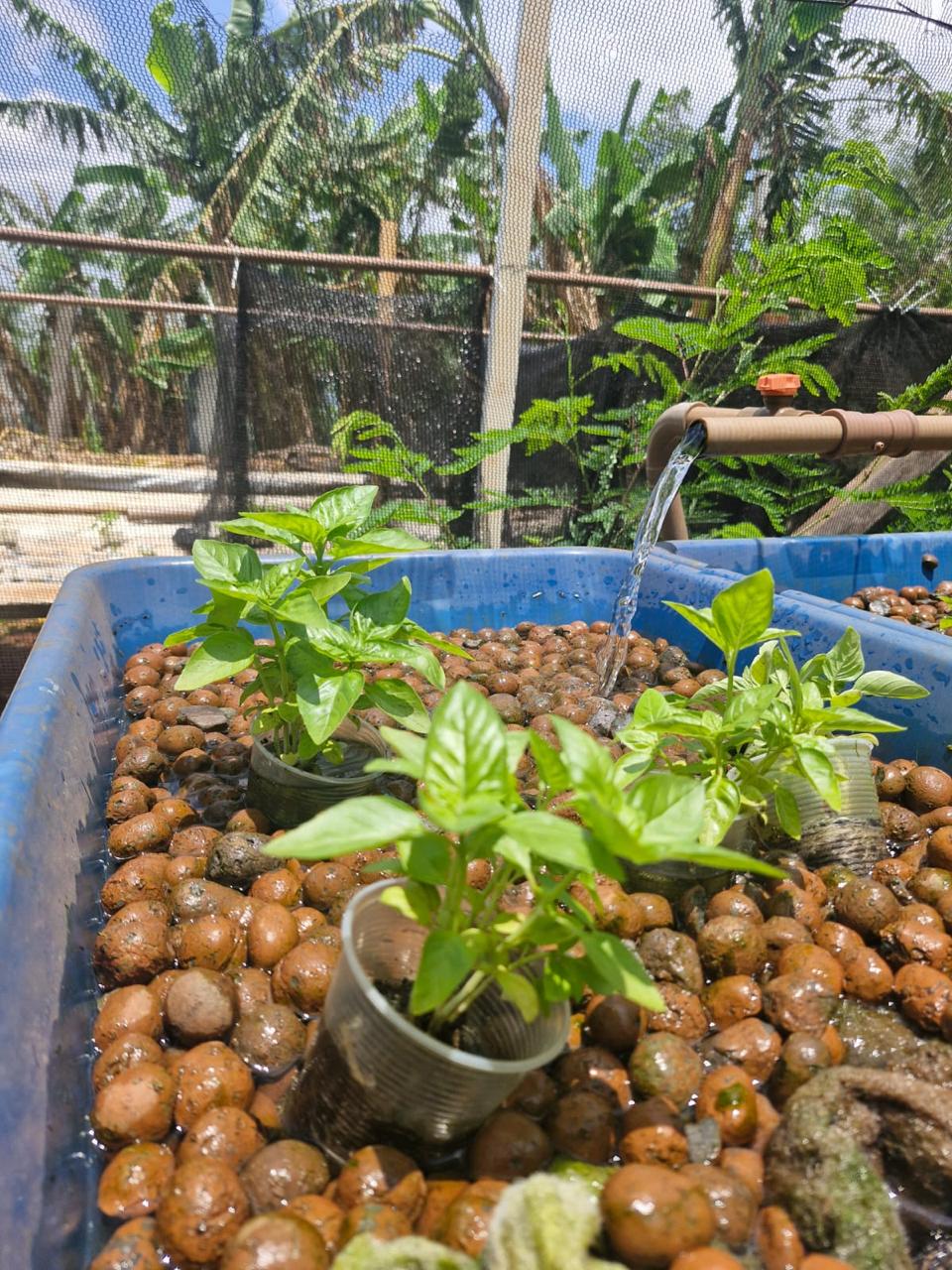 Com apoio do Governo de MS, projeto em escola rural contribui para desenvolvimento e inovação no campo