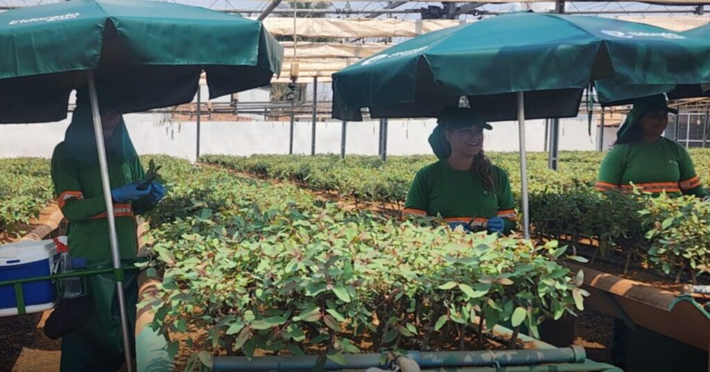 Eldorado planeja ampliar área de eucalipto e reforça protagonismo de Três Lagoas no “Vale da Celulose”