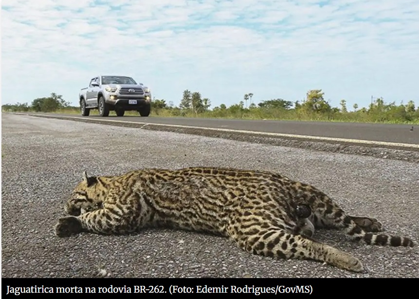 Inquérito do MP do Meio Ambiente de Três Lagoas investiga atropelamento de animais em rodovias
