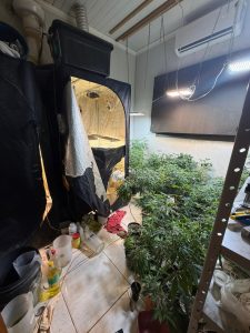 Polícia Civil localiza laboratório para cultivo ilícito de drogas em Chapadão do Sul Polícia Civil localiza laboratório para cultivo ilícito de drogas em Chapadão do Sul