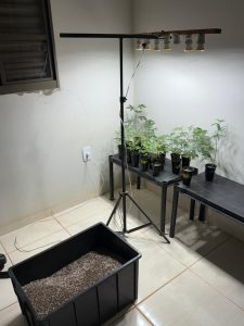 Polícia Civil localiza laboratório para cultivo ilícito de drogas em Chapadão do Sul Polícia Civil localiza laboratório para cultivo ilícito de drogas em Chapadão do Sul
