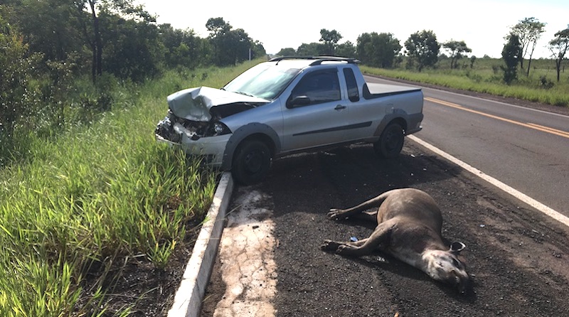 Inquérito do MP do Meio Ambiente de Três Lagoas investiga atropelamento de animais em rodovias