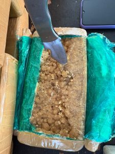 Polícia Civil realiza apreensão de entorpecente em Ponta Porã