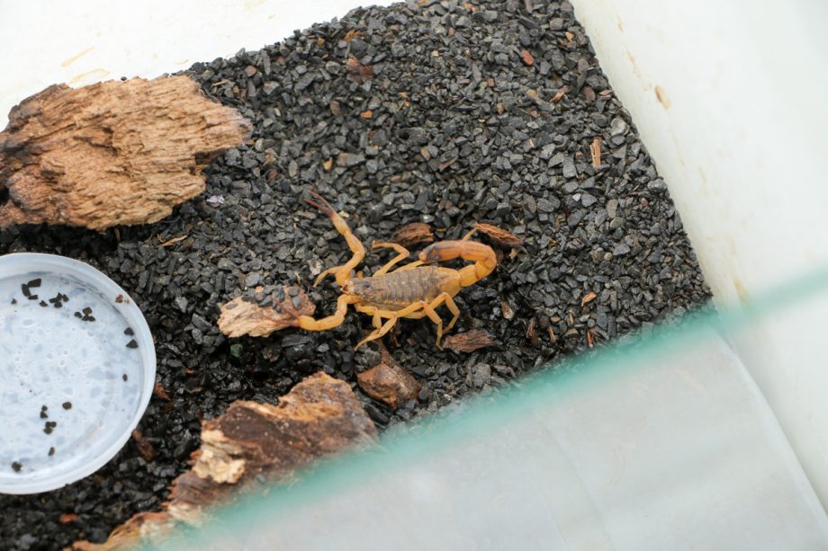 SMS realiza Blitz Educativa sobre prevenção e cuidados com escorpiões em Três Lagoas SMS realiza Blitz Educativa sobre prevenção e cuidados com escorpiões em Três Lagoas