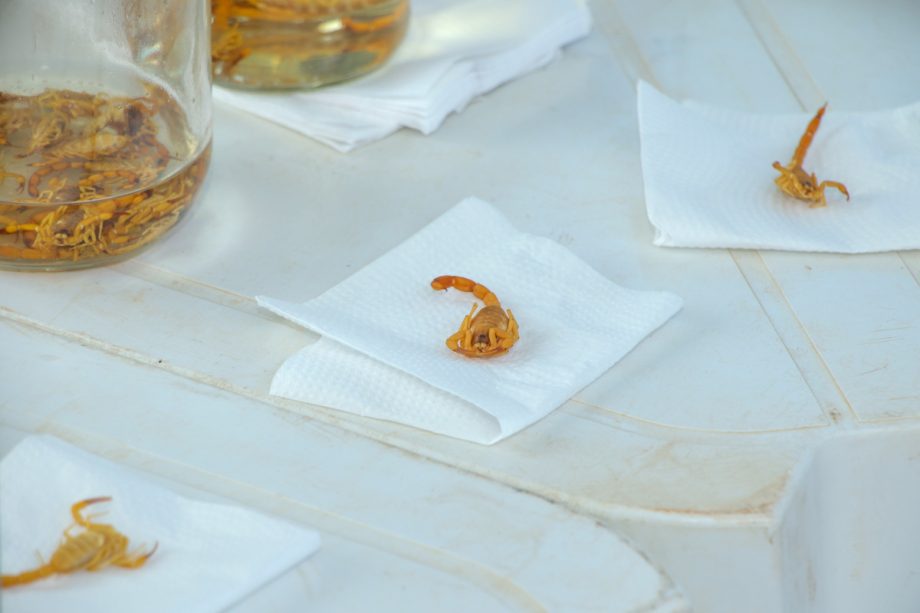 SMS realiza Blitz Educativa sobre prevenção e cuidados com escorpiões em Três Lagoas SMS realiza Blitz Educativa sobre prevenção e cuidados com escorpiões em Três Lagoas