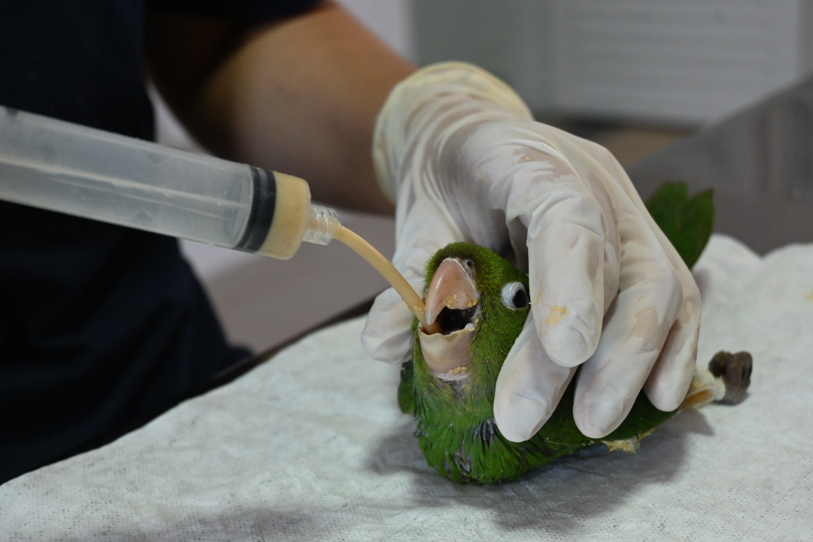 Centro de Triagem de Três Lagoas se torna referência no atendimento de animais silvestres da região