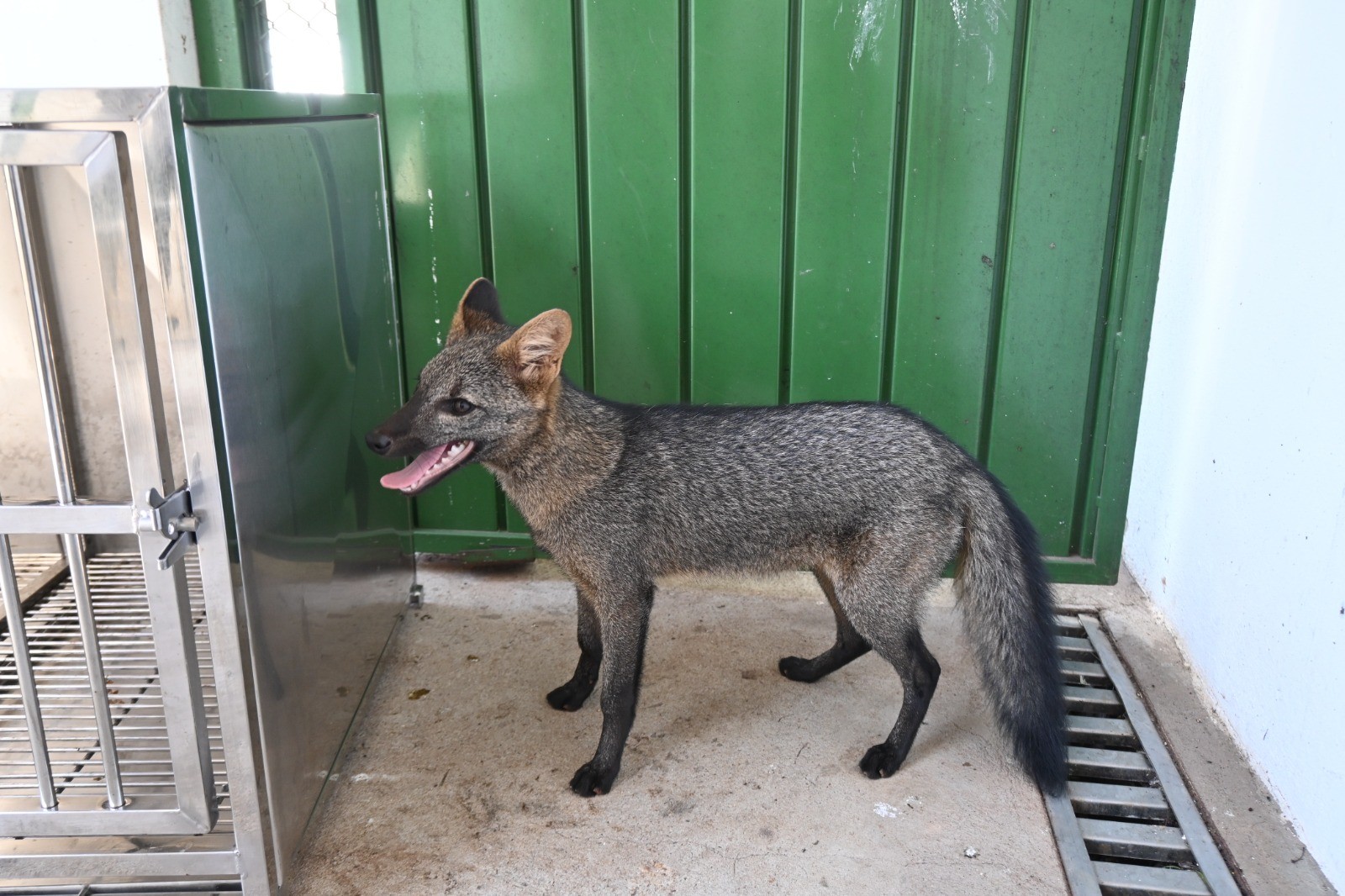 Centro de Triagem de Três Lagoas se torna referência no atendimento de animais silvestres da região