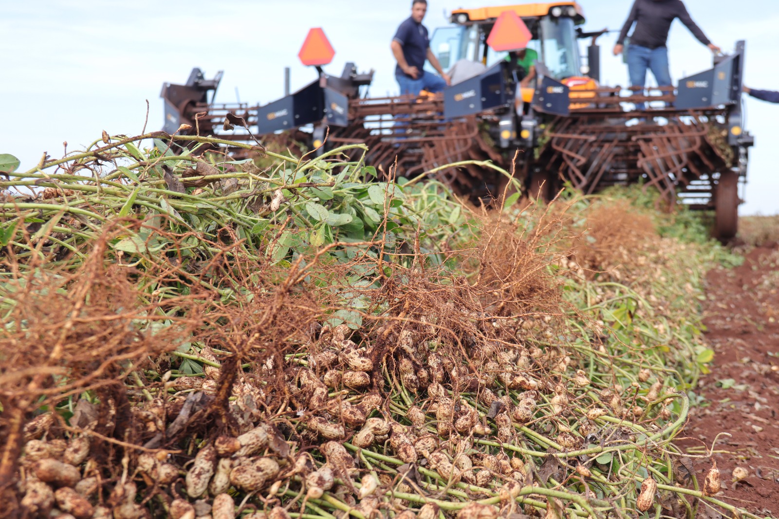 MS consolida cadeia do amendoim com investimento industrial e expansão no campo