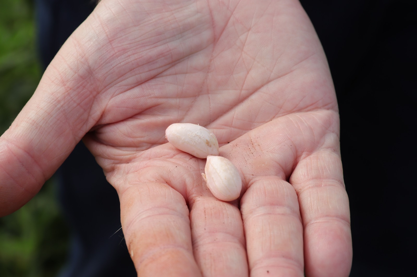 MS consolida cadeia do amendoim com investimento industrial e expansão no campo