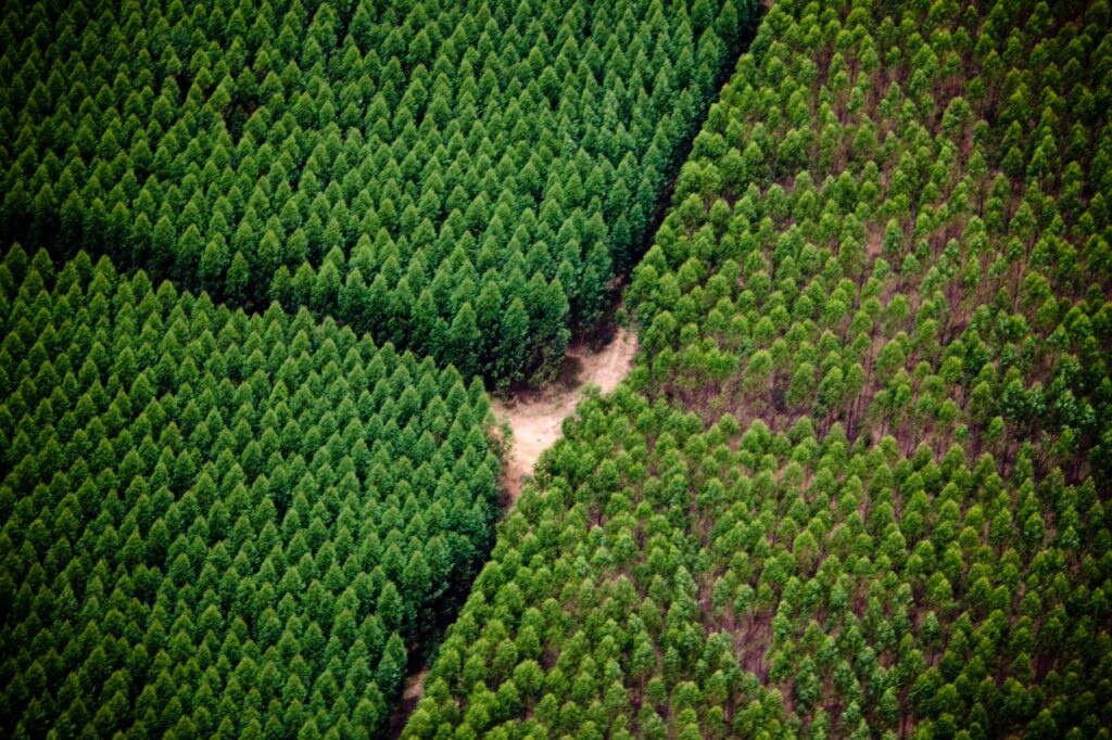 Eucalipto avança no Brasil e MS se consolida como epicentro da nova fronteira florestal Eucalipto avança no Brasil e MS se consolida como epicentro da nova fronteira florestal