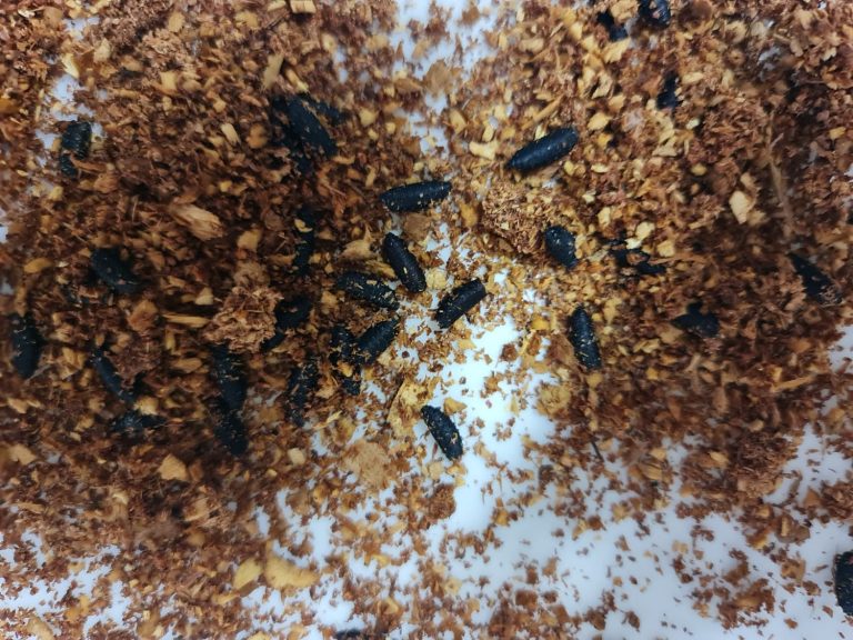 Estudo de perito médico-legista da Polícia Científica de MS, publicado pela UFMS, amplia técnicas da medicina legal Estudo de perito médico-legista da Polícia Científica de MS, publicado pela UFMS, amplia técnicas da medicina legal