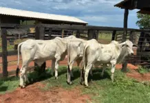 Polícia Civil recupera mais três cabeças de gado e total já supera 100 em Nova Andradina