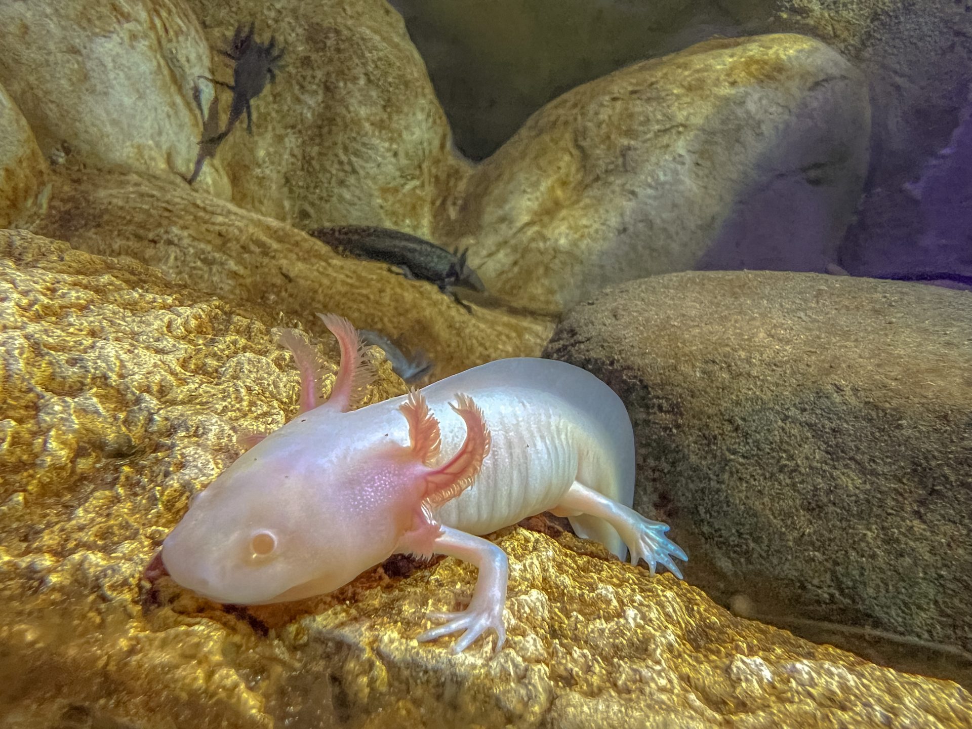 Bioparque alcança a 100ª espécie reproduzida e se consolida como o maior banco genético vivo de água doce