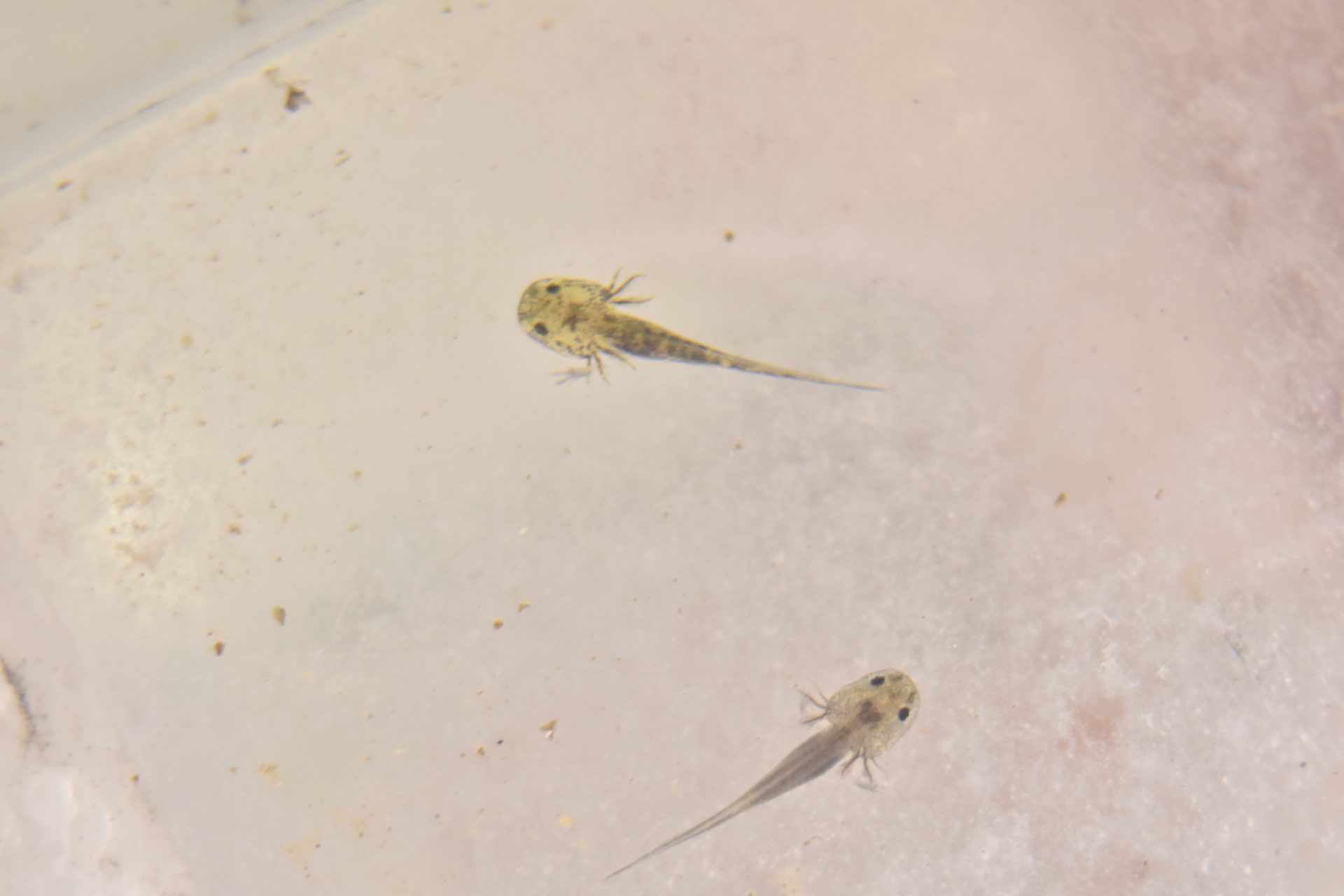 Bioparque alcança a 100ª espécie reproduzida e se consolida como o maior banco genético vivo de água doce