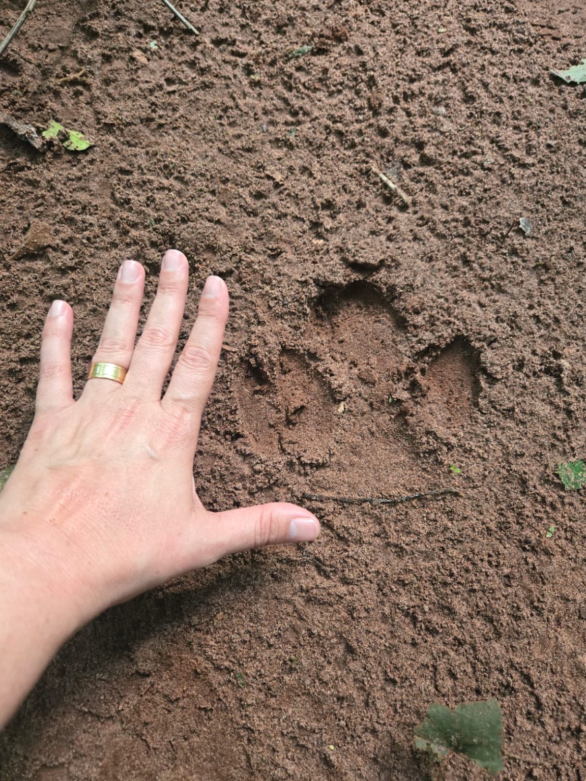 SES leva protagonismo de MS à COP-15 com ações de Saúde Única em evento internacional