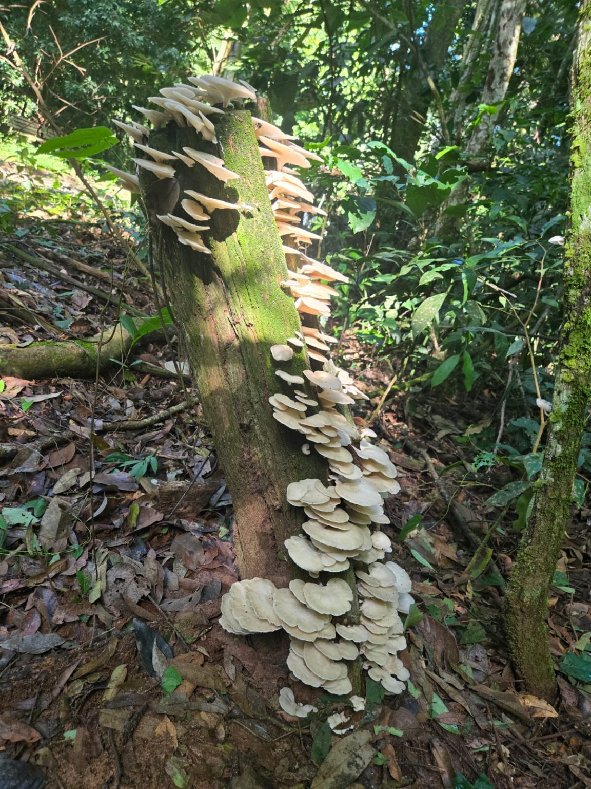 SES leva protagonismo de MS à COP-15 com ações de Saúde Única em evento internacional