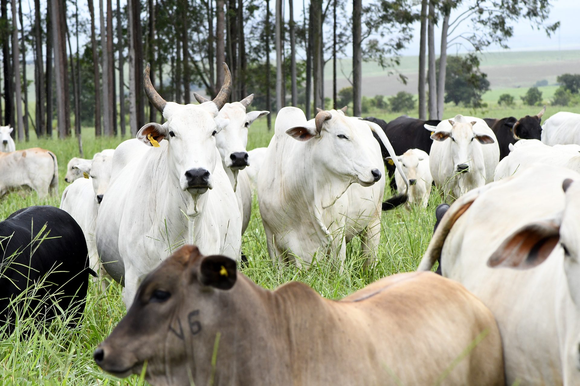 Com maior crescimento do país, agro de MS é fruto de incentivo, modernidade e sucesso do homem do campo
