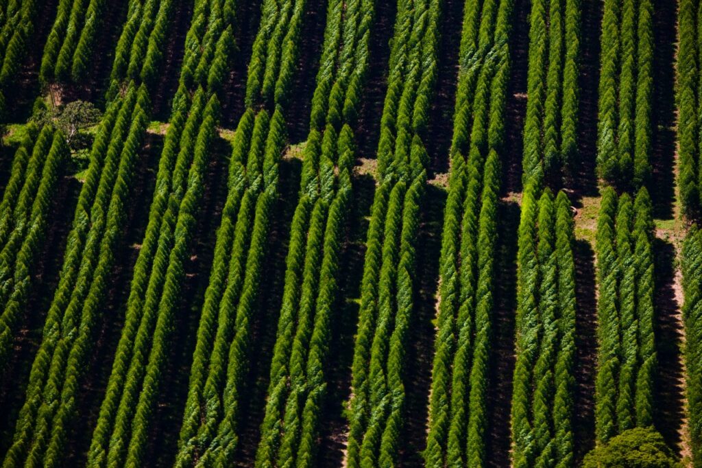 Suzano promove restauração ecológica de mais de 1,5 mil hectares de Cerrado em Mato Grosso do Sul
