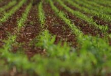 Colheita da soja avança em MS e plantio do milho já supera 75%