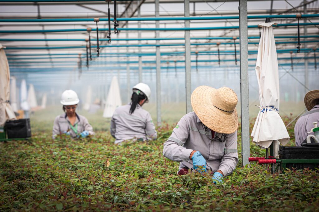 Suzano amplia presença feminina e encerra 2025 com 556 mulheres contratadas em Mato Grosso do Sul