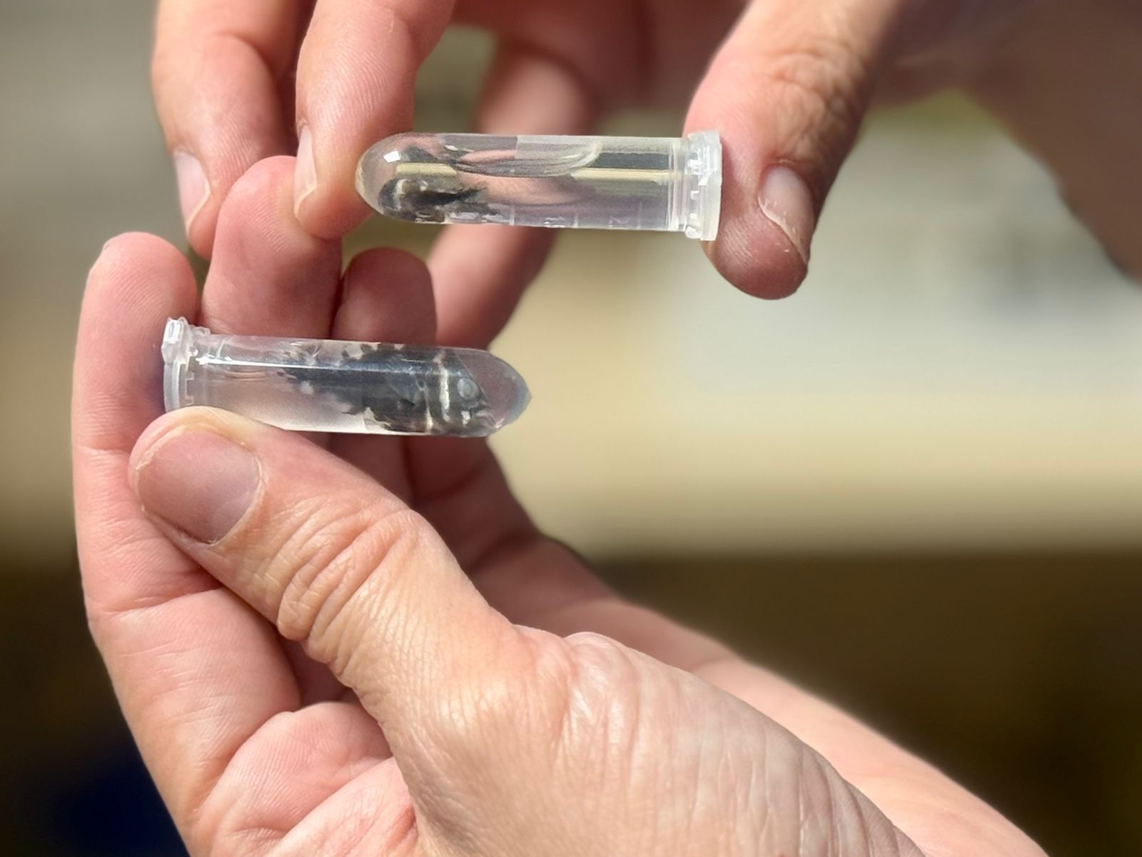 Bioparque alcança a 100ª espécie reproduzida e se consolida como o maior banco genético vivo de água doce