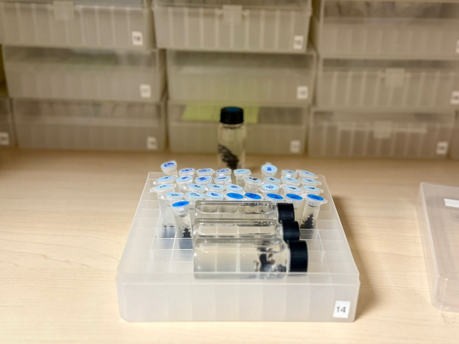 Bioparque alcança a 100ª espécie reproduzida e se consolida como o maior banco genético vivo de água doce