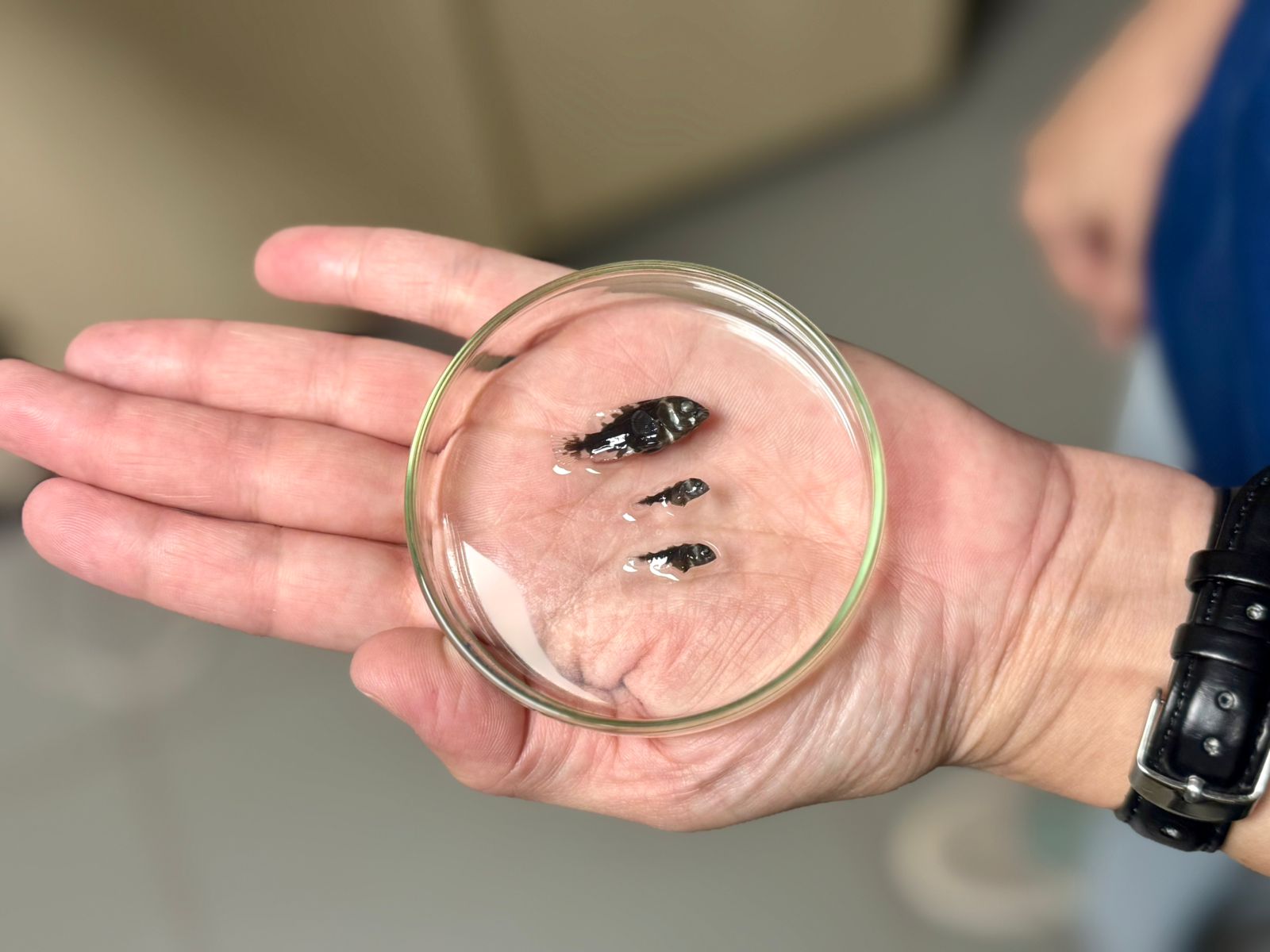 Bioparque alcança a 100ª espécie reproduzida e se consolida como o maior banco genético vivo de água doce