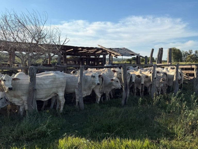 Polícia Civil prende pai e filho duas vezes em 48 horas por receptação de bovinos em Nova Andradina