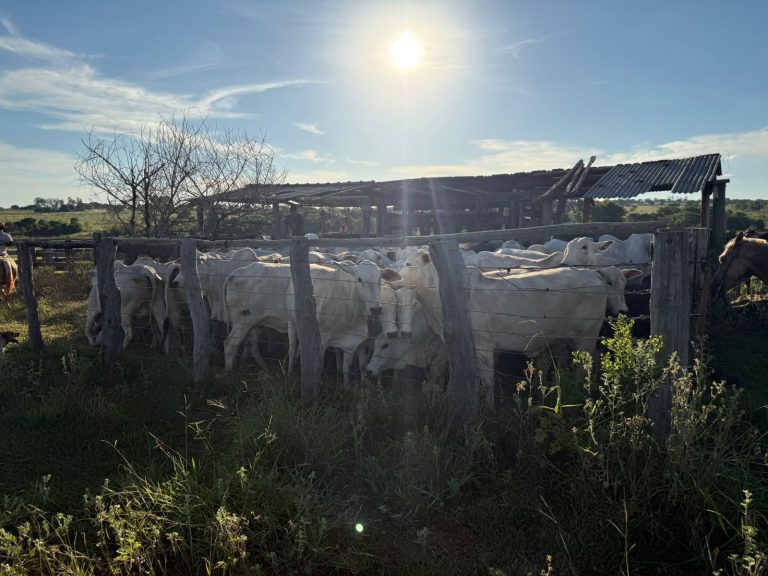 Polícia Civil prende pai e filho duas vezes em 48 horas por receptação de bovinos em Nova Andradina