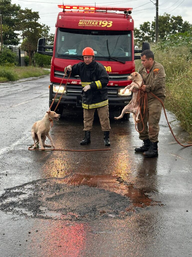 Corpo de Bombeiros resgata cães que caíram em poço de 5 metros em Três Lagoas