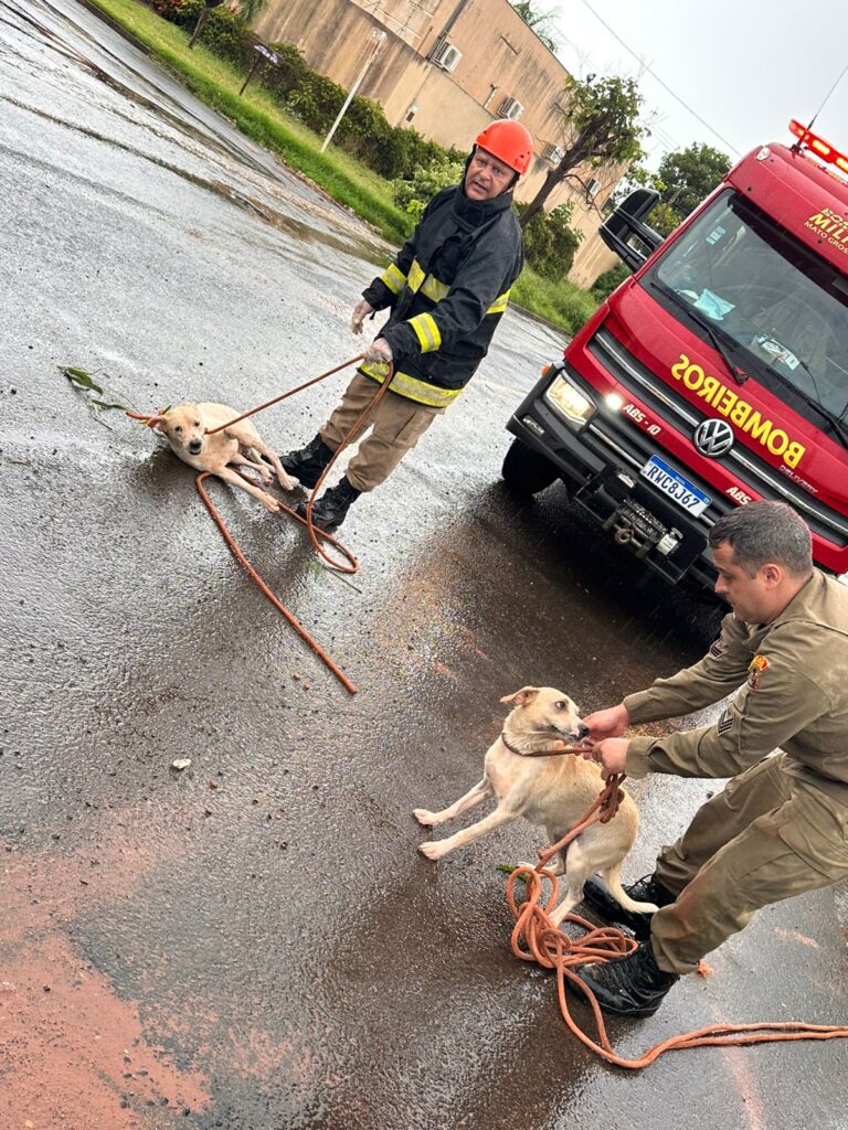 Corpo de Bombeiros resgata cães que caíram em poço de 5 metros em Três Lagoas