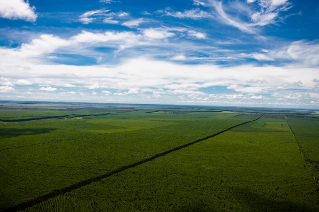 Suzano promove restauração ecológica de mais de 1,5 mil hectares de Cerrado em Mato Grosso do Sul