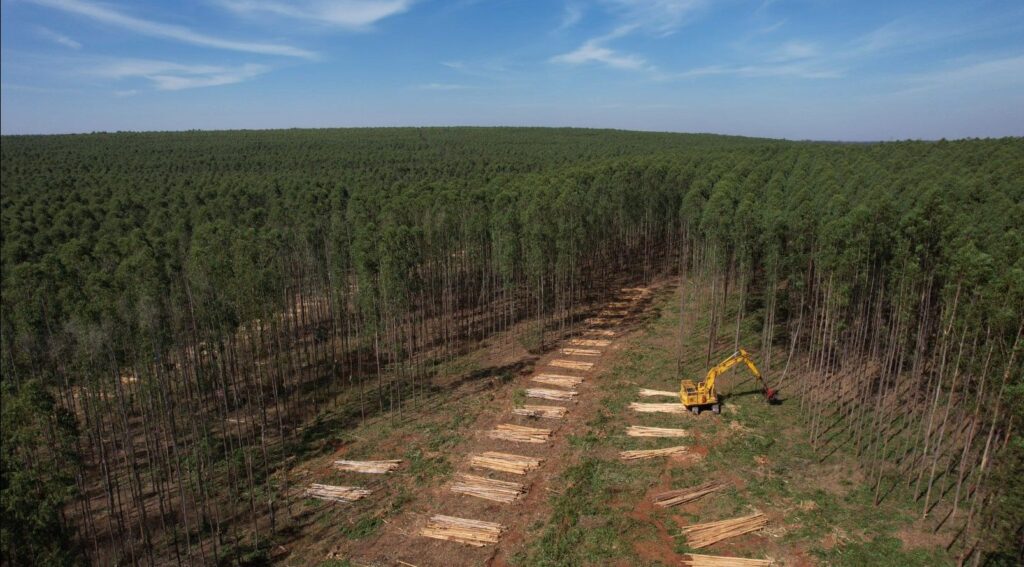 Como MS virou protagonista na produção de celulose e reposicionou o Brasil na cadeia global do setor